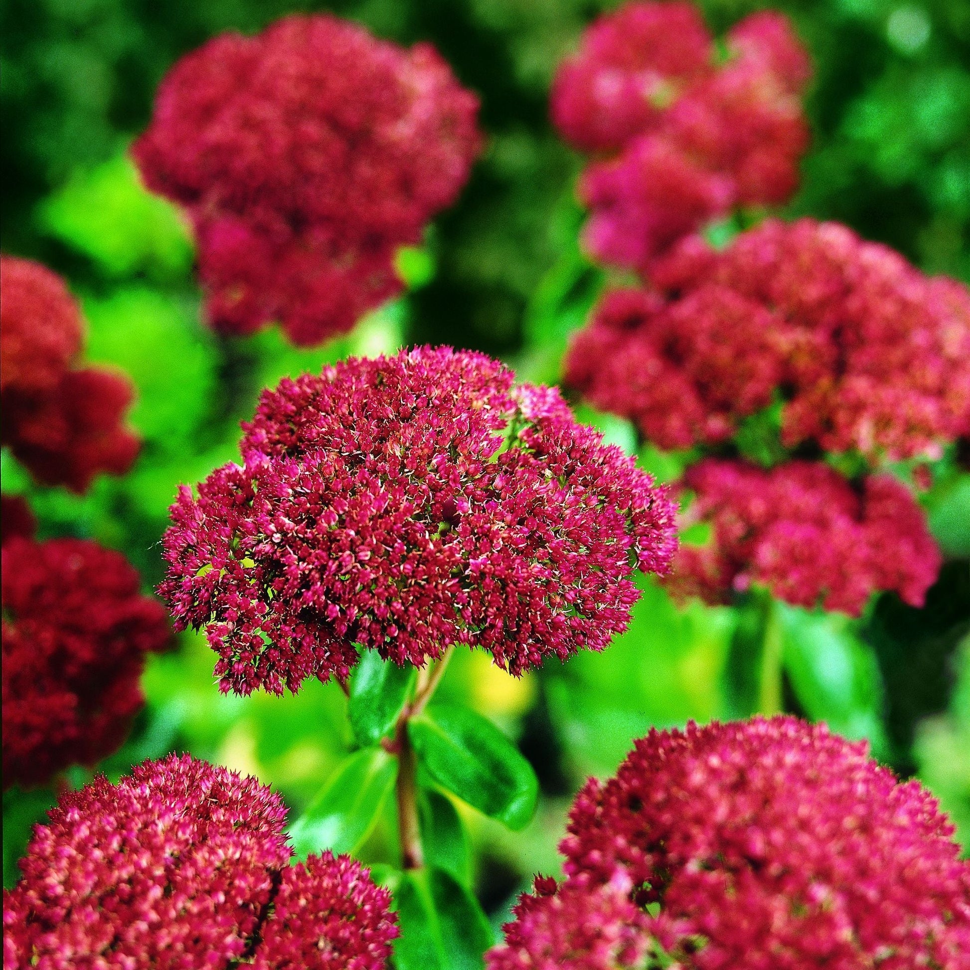 Stenurt, Sedum 'Herbstfreude'