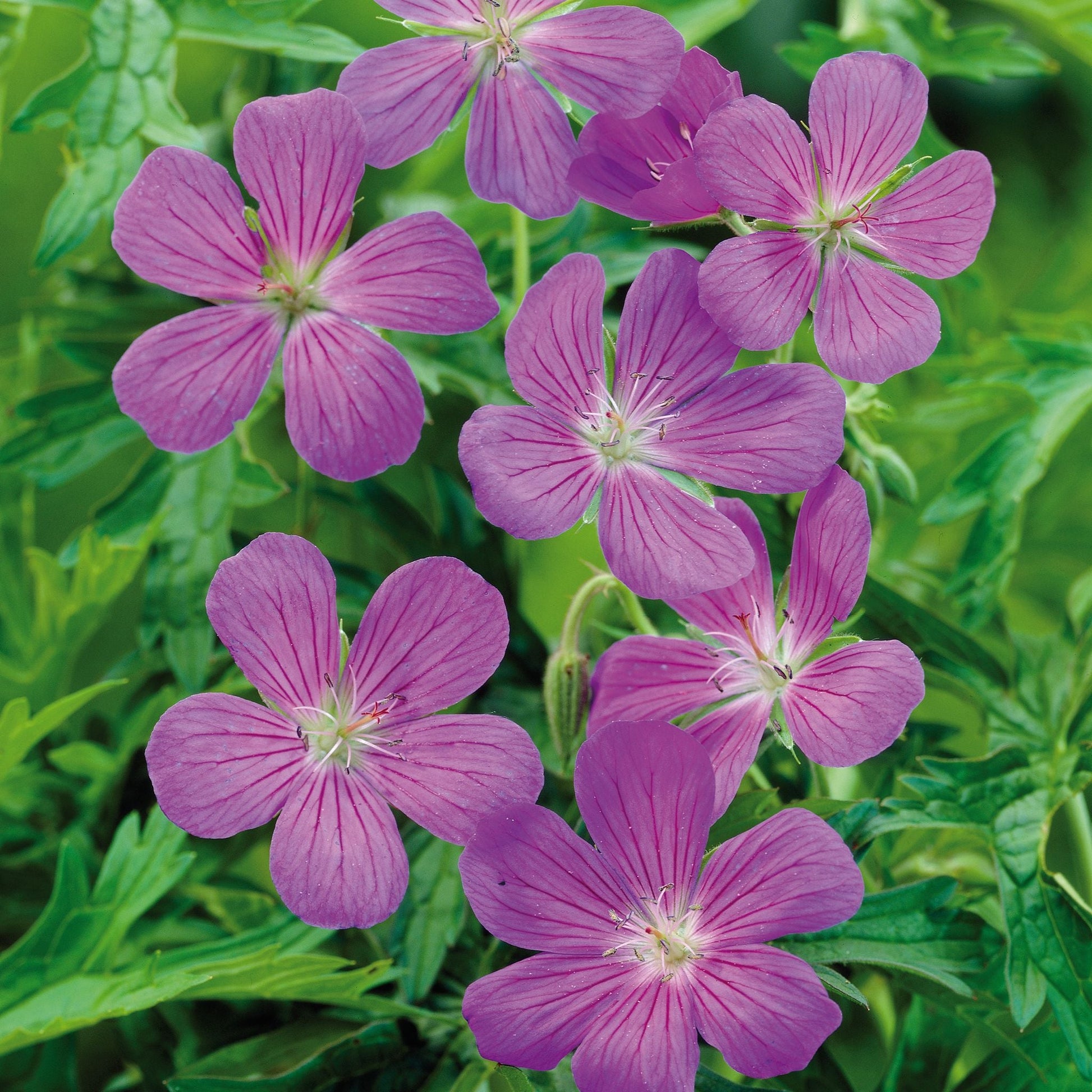 Storkenæb, Geranium 'Brookside'
