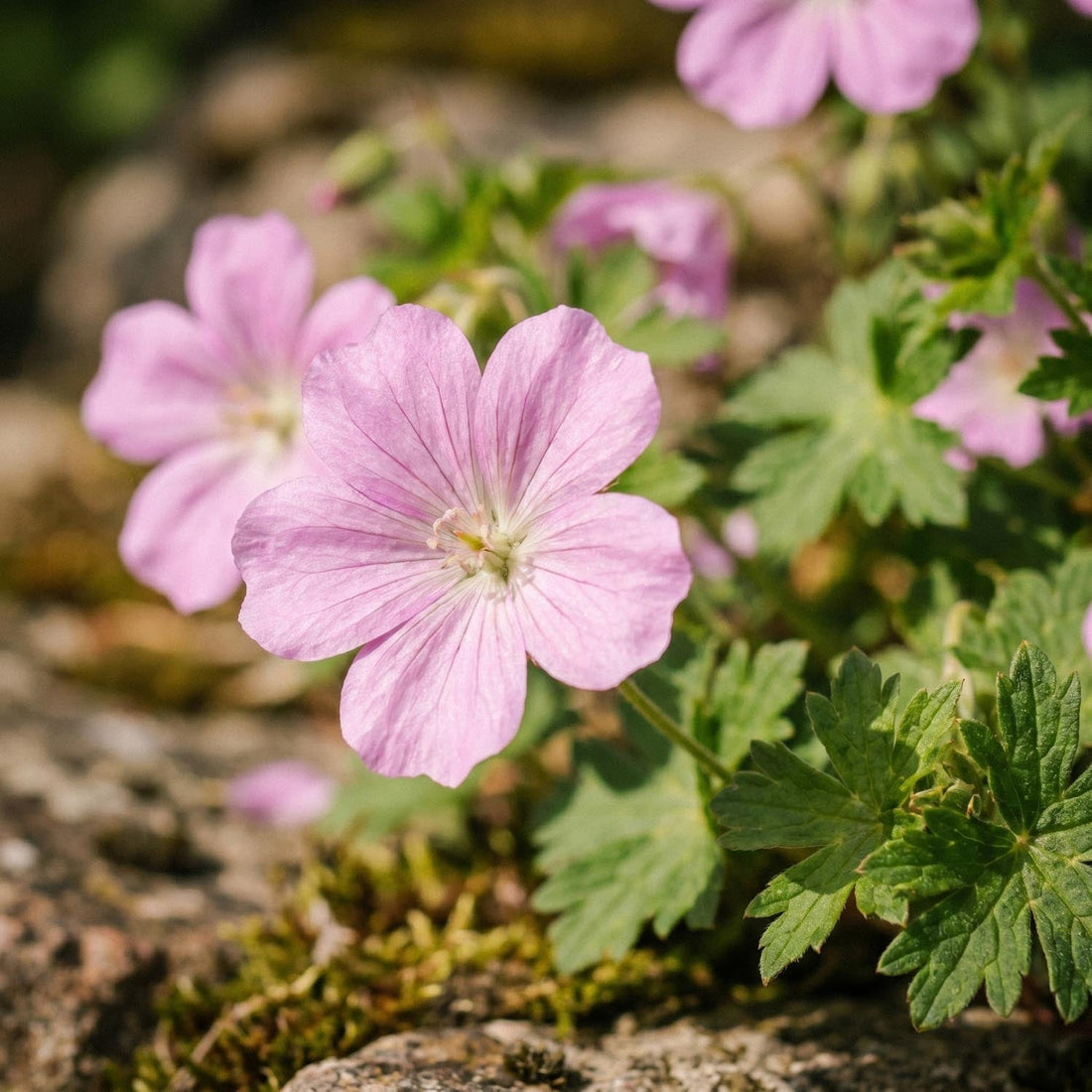 Storkenæb, Geranium 'Wargrave Pink'