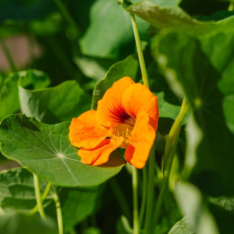 Tallerkensmækker frø 'Garden Nasturtium, non trailing' - 8 Økologiske frø