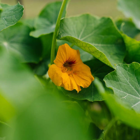Tallerkensmækker frø 'Tropaeolum majus' - 8 Økologiske frø