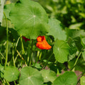 Tallerkensmækker frø 'Tropaeolum majus' - 8 Økologiske frø