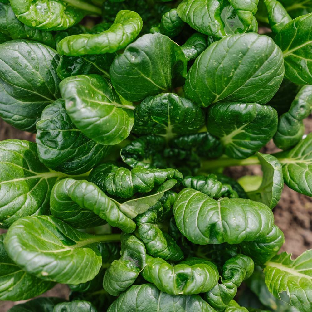 Tatsoikål frø - 50 Økologiske frø