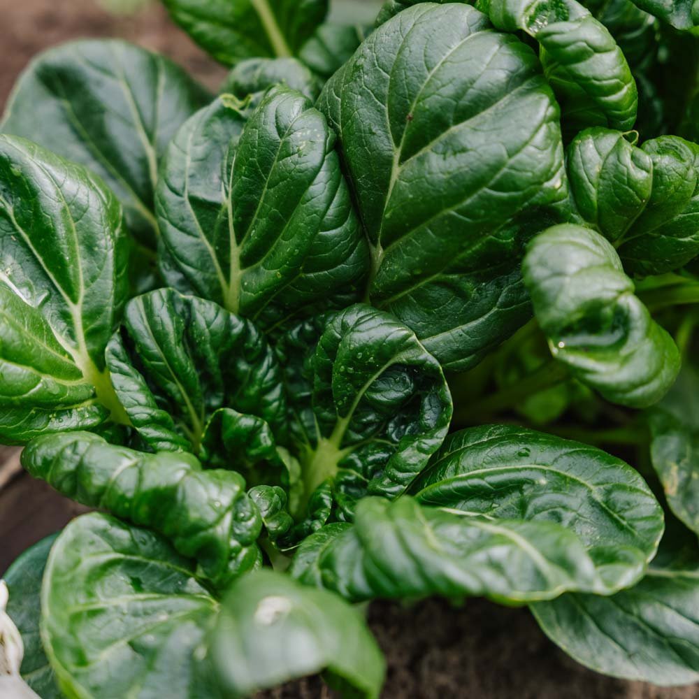 Tatsoikål frø - 50 Økologiske frø