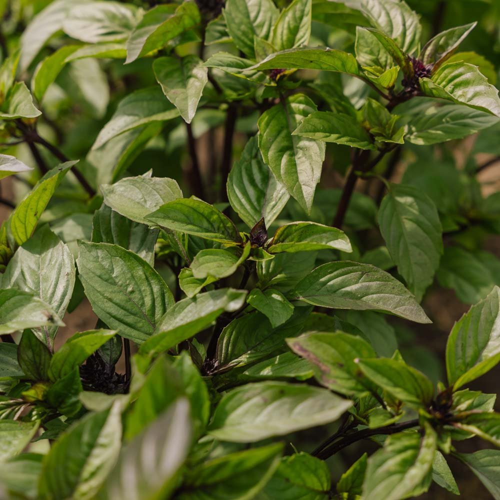 Thai basilikum frø - 50 Økologiske frø