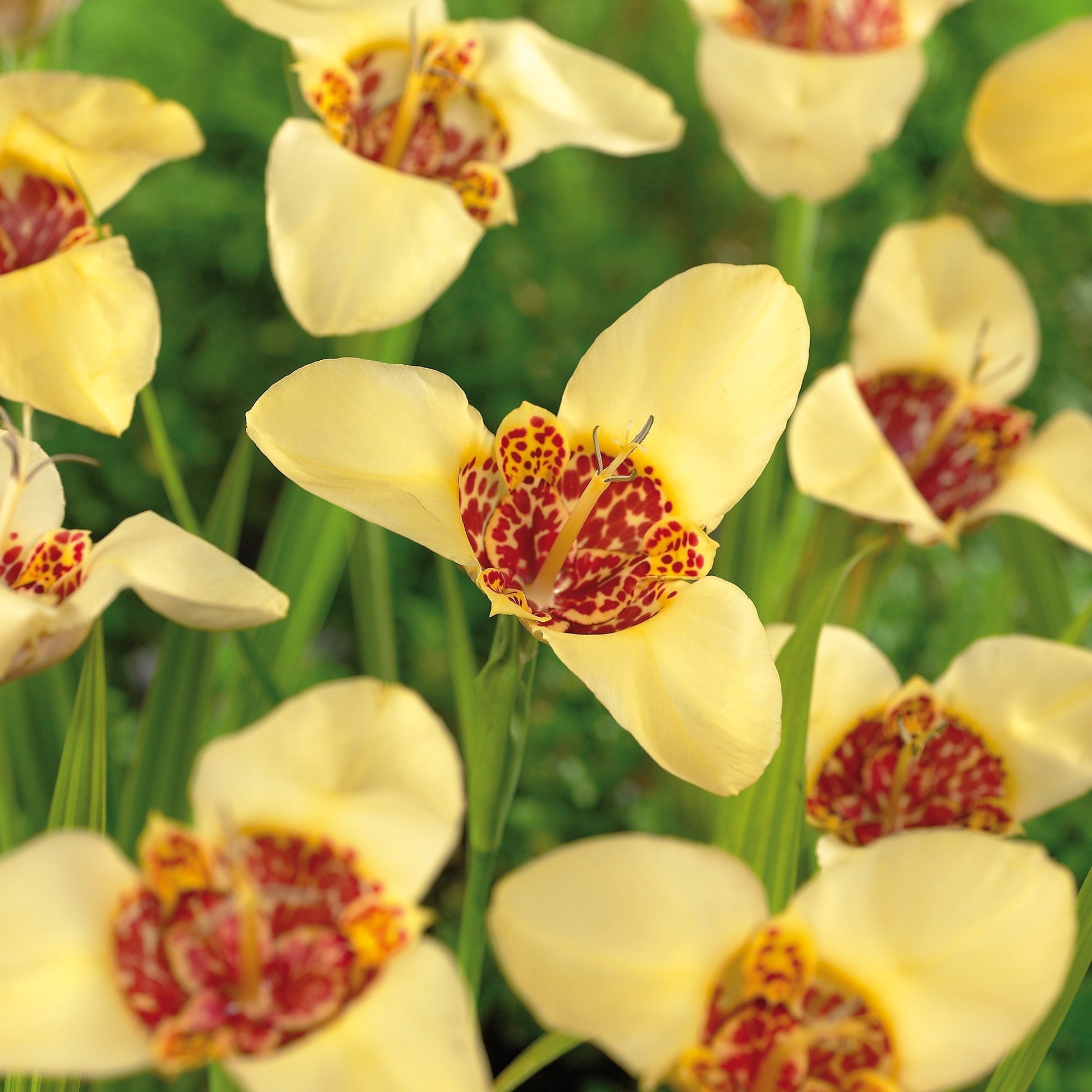 Tigerblomst, Tigridia 'Canariensis'