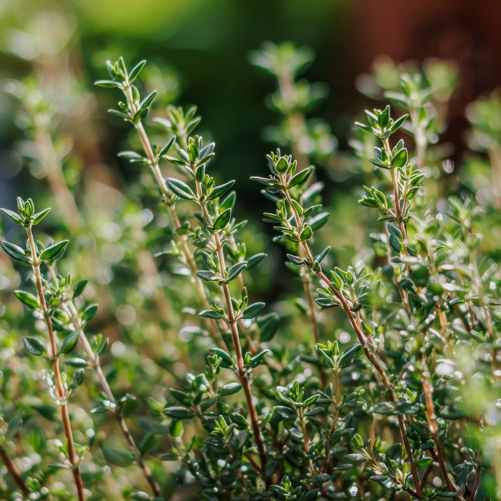 Timian frø 'German Winter' - 300 Økologiske frø