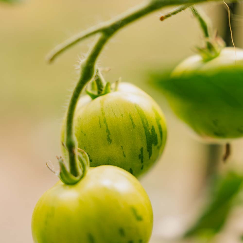 Tomatfrø 'Tigerella Bicolore' - 40 Økologiske frø