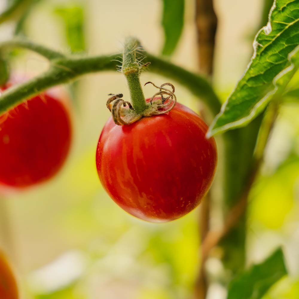 Tomatfrø 'Tigerella Bicolore' - 40 Økologiske frø