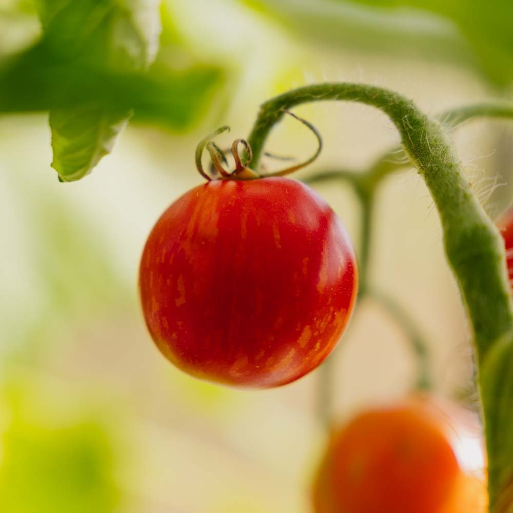 Tomatfrø 'Tigerella Bicolore' - 40 Økologiske frø