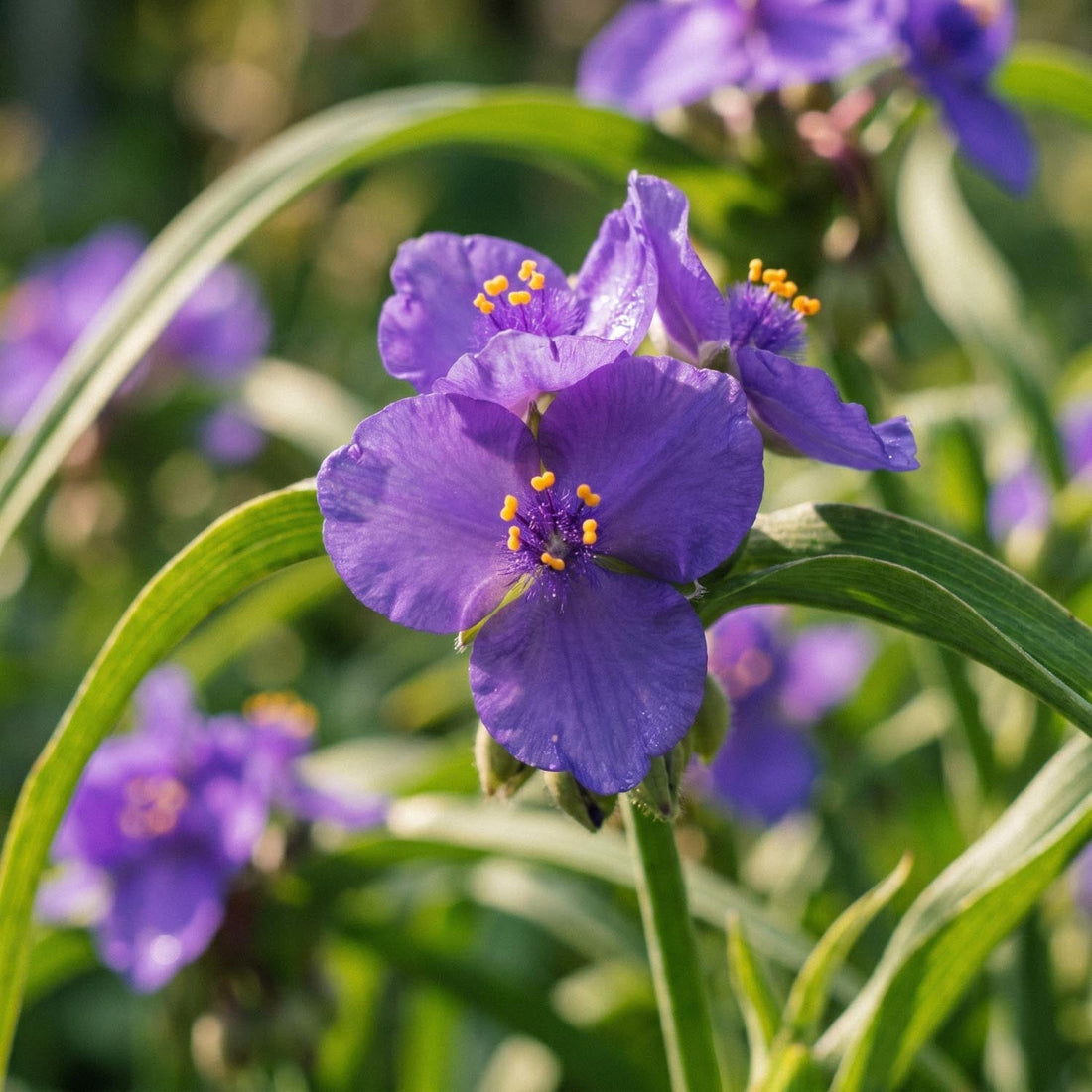 Tradescantia 'Charlotte'
