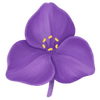 Tradescantia stængler / Trekantblomst
