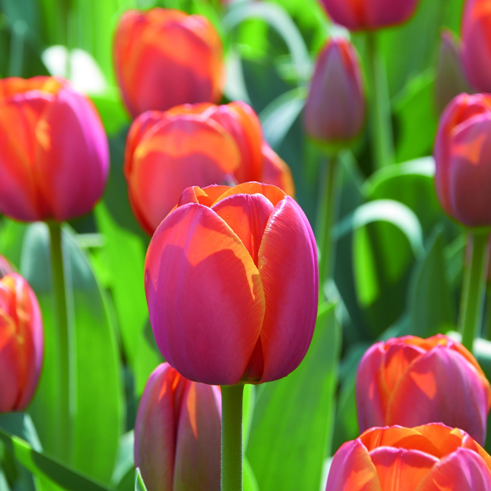 Tulipan 'Ad Rem'
