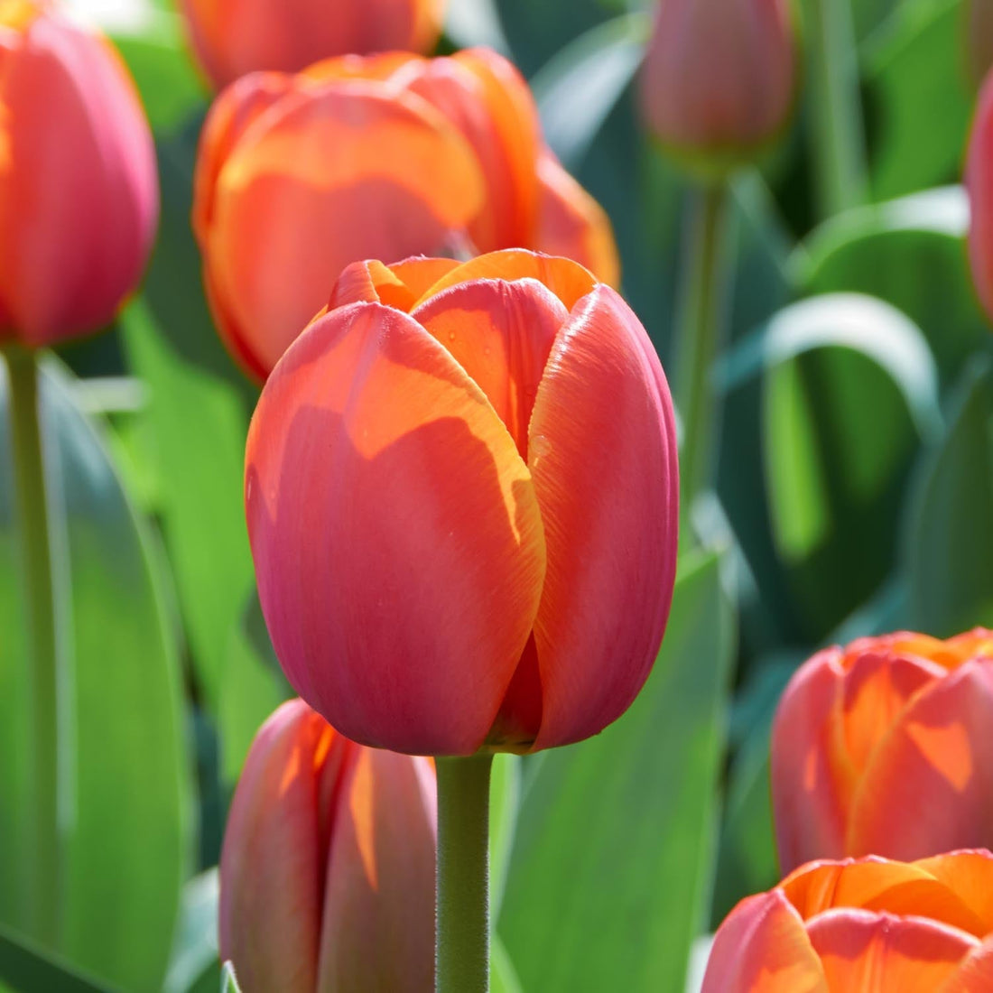 Tulipan 'Ad Rem'