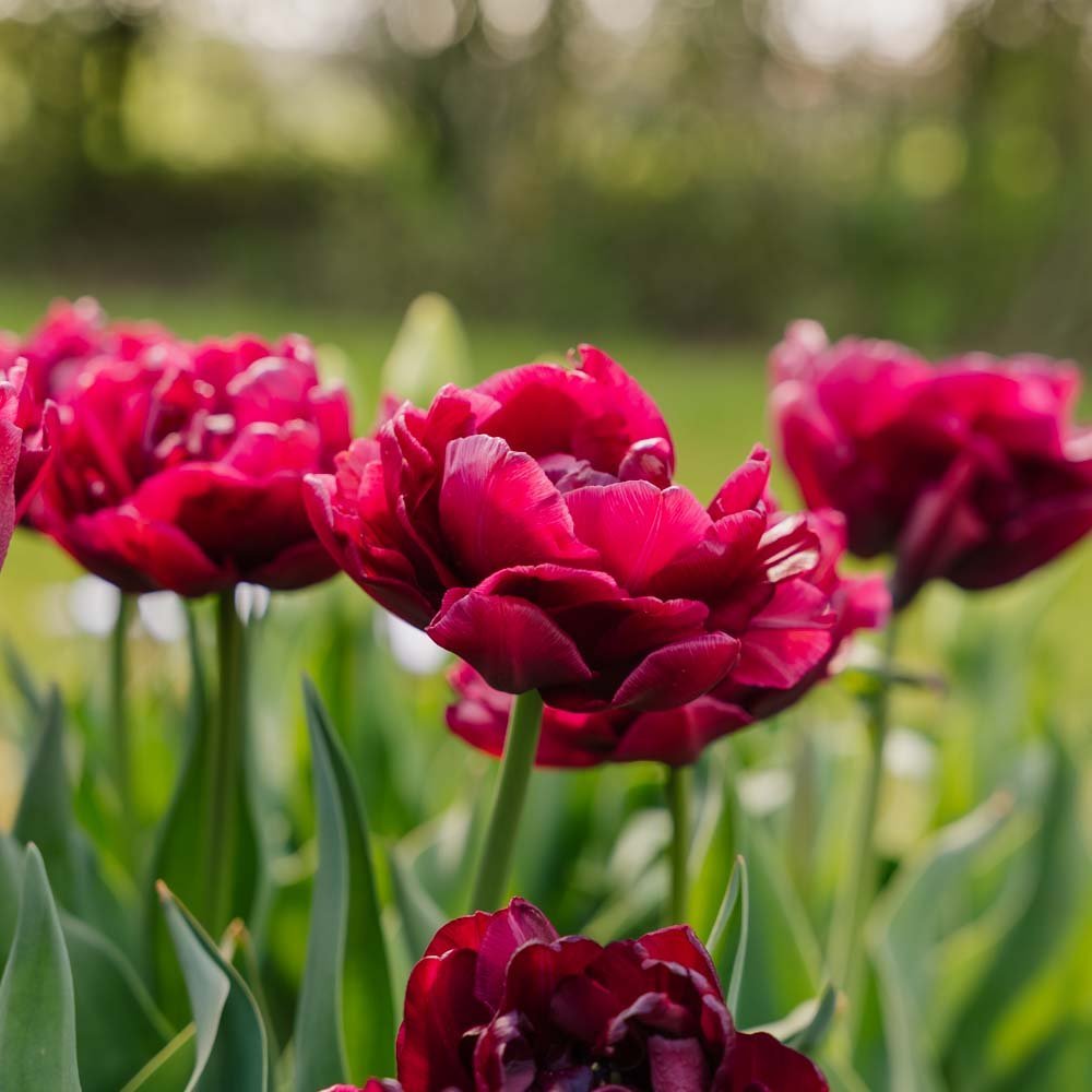 Tulipan 'Alison Bradley'