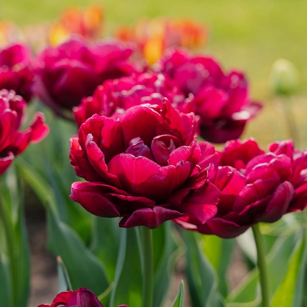 Tulipan 'Alison Bradley'