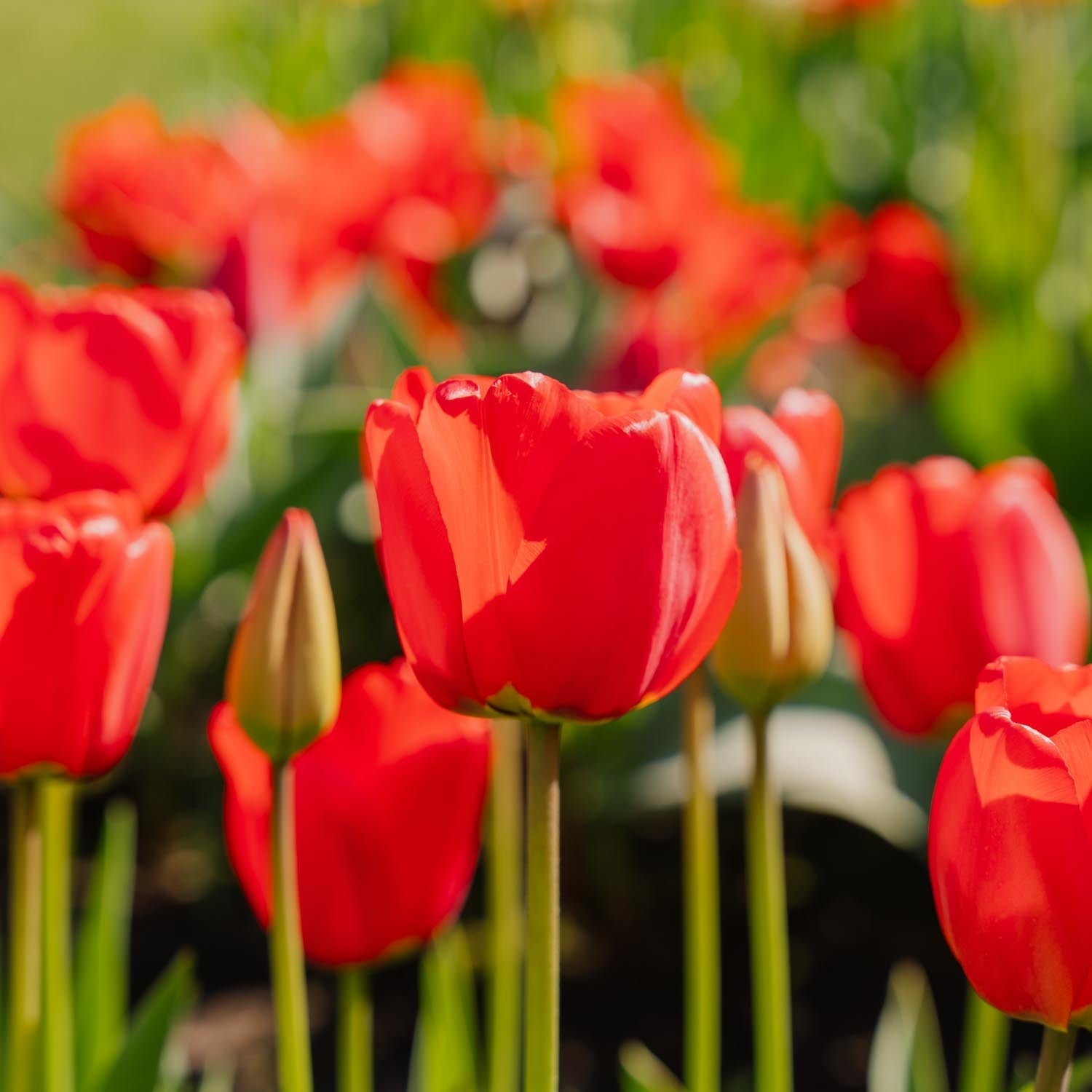 Tulipan 'Apeldoorn'