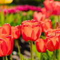 Tulipan 'Apeldoorn'