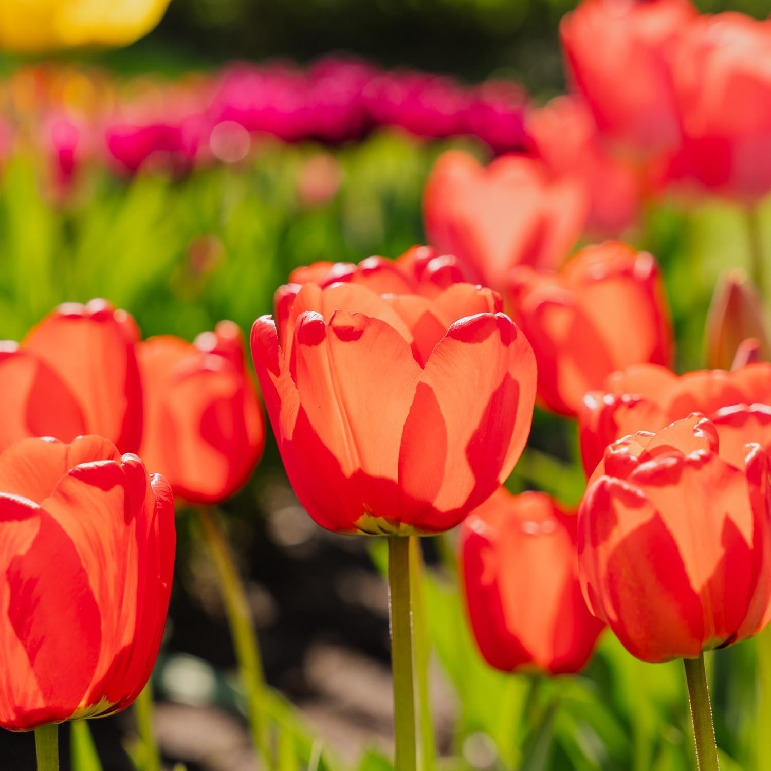 Tulipan 'Apeldoorn'
