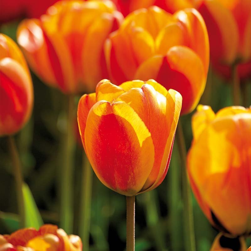 Tulipan 'Apeldoorn's Elite'