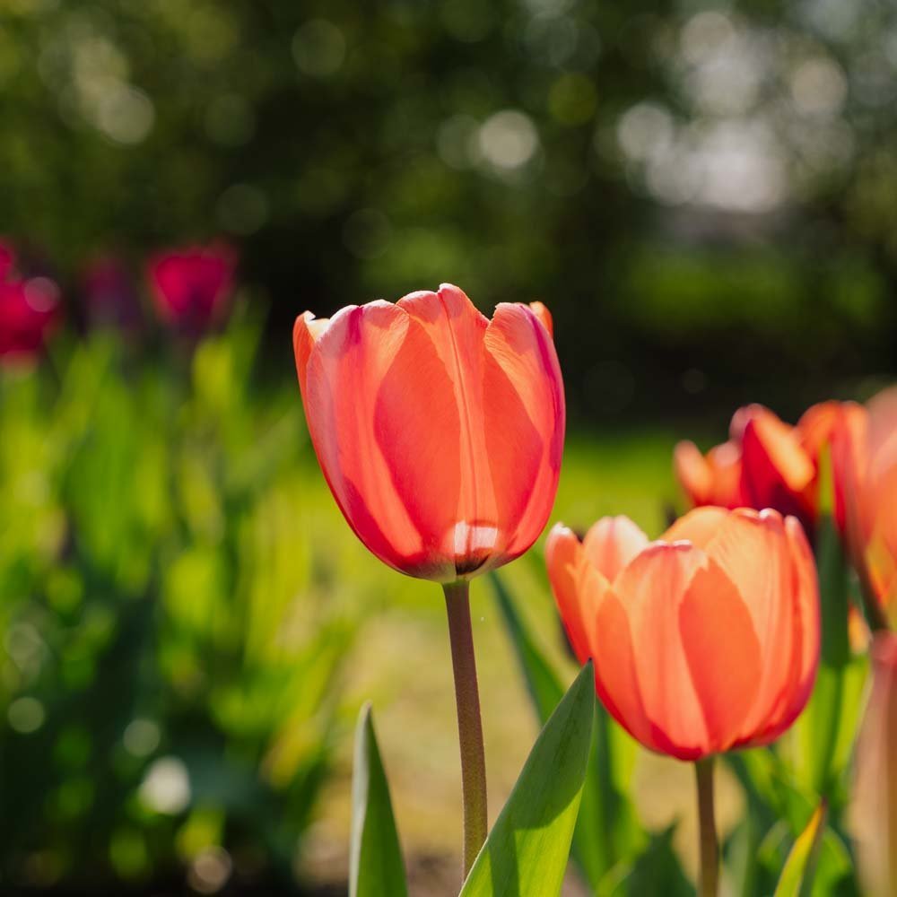 Tulipan 'Apricot Impression'