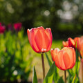 Tulipan 'Apricot Impression'