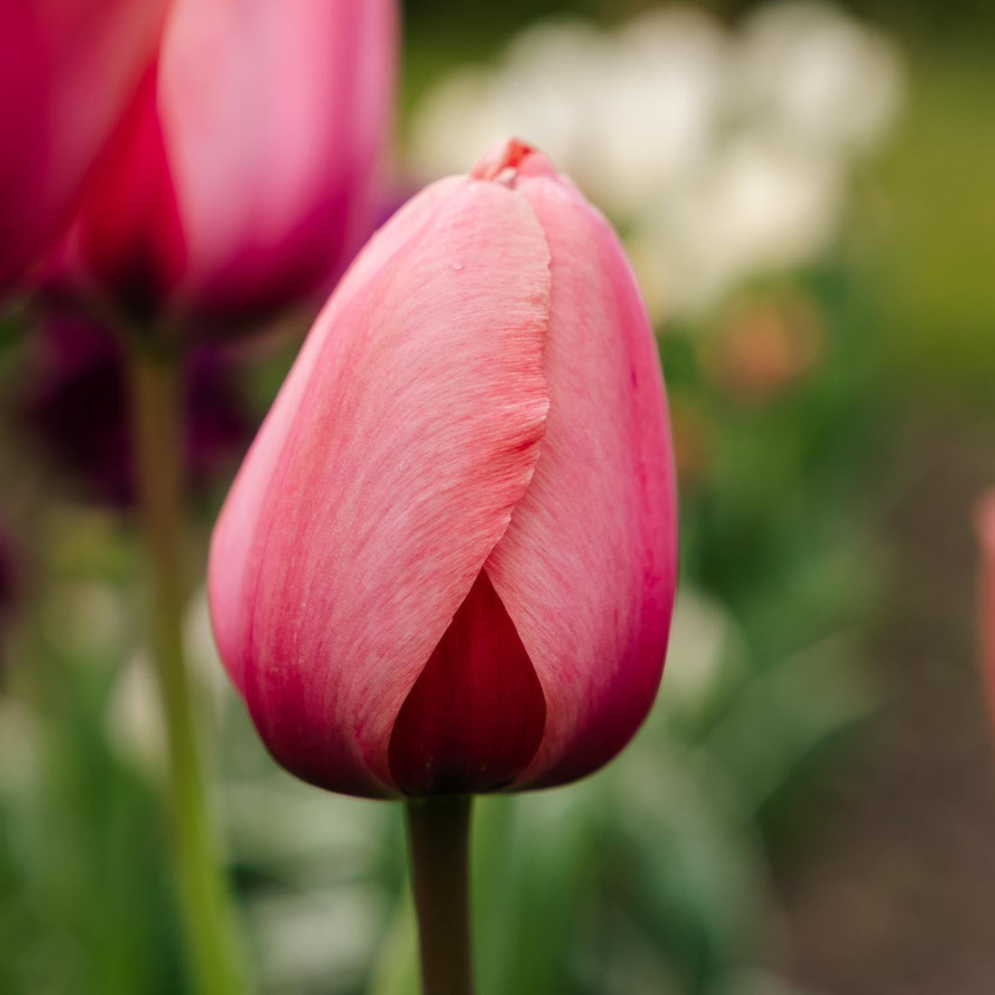 Tulipan 'Apricot Impression'