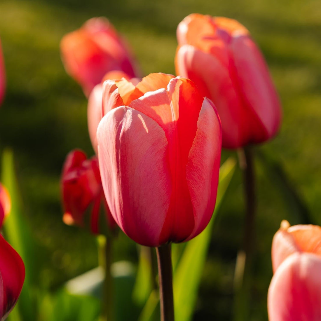 Tulipan 'Apricot Impression'
