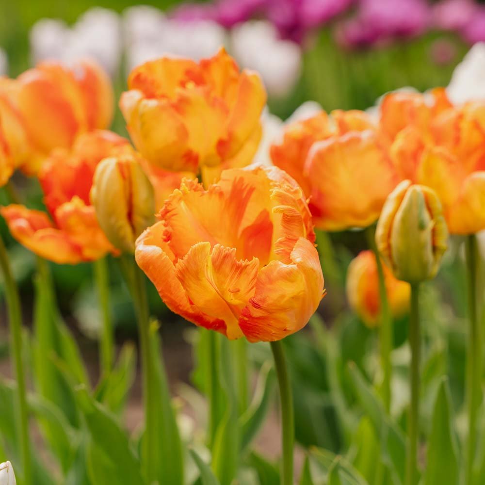 Tulipan 'Apricot Parrot'