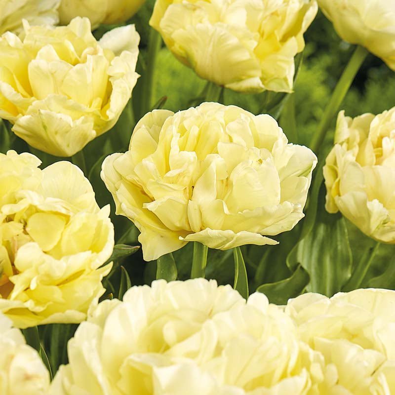 Tulipan 'Avant Garde'