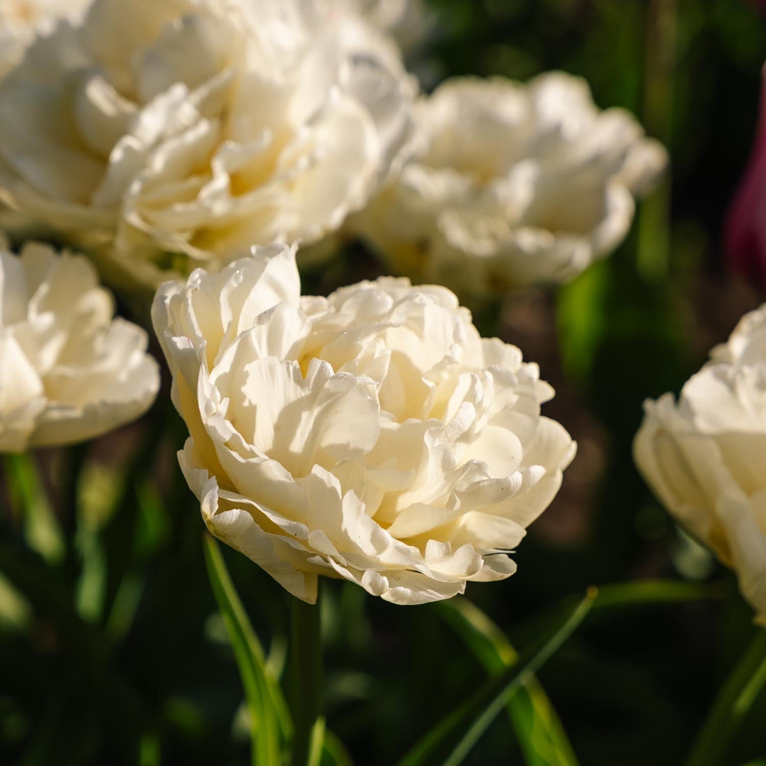 Tulipan 'Avant Garde'
