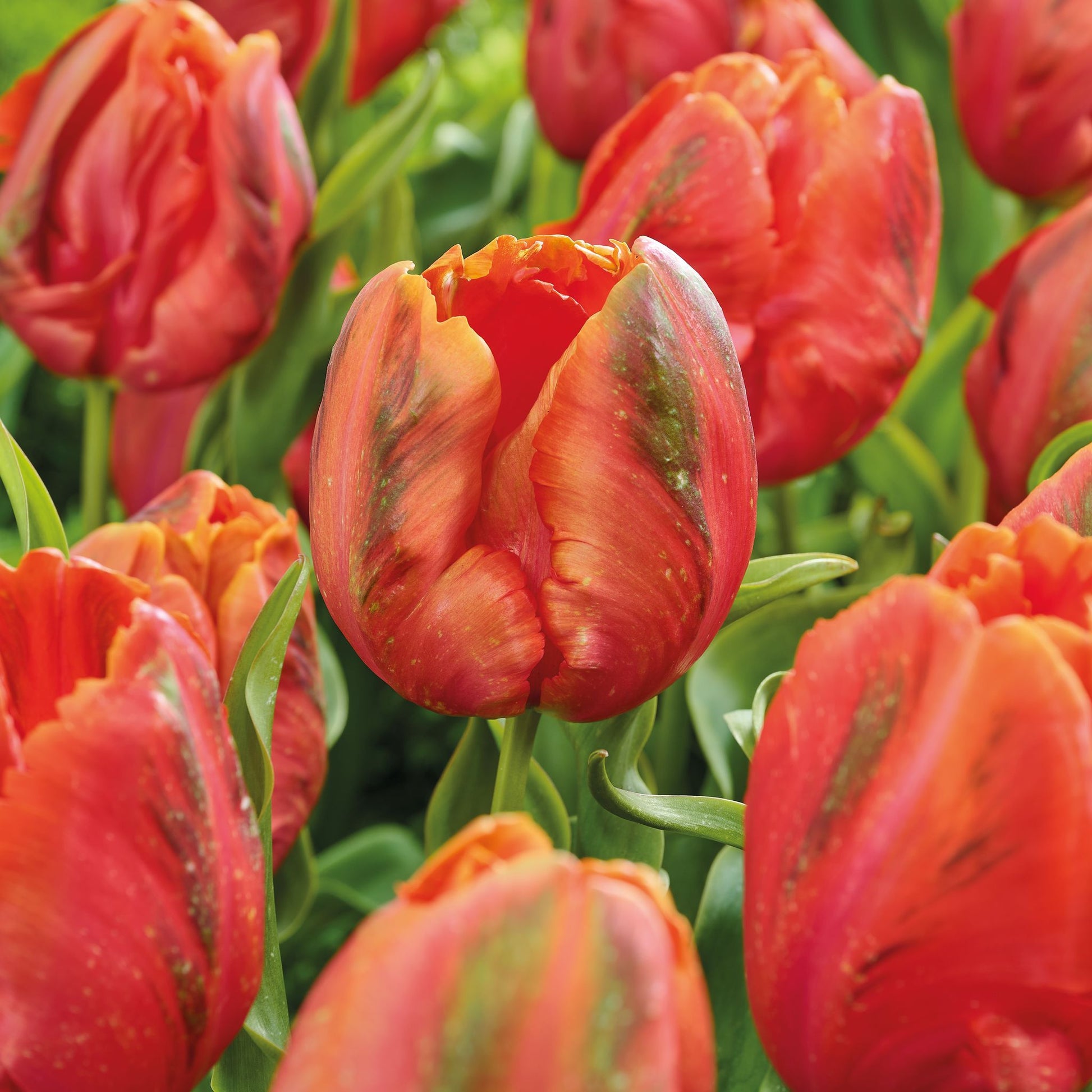 Tulipan 'Avignon'