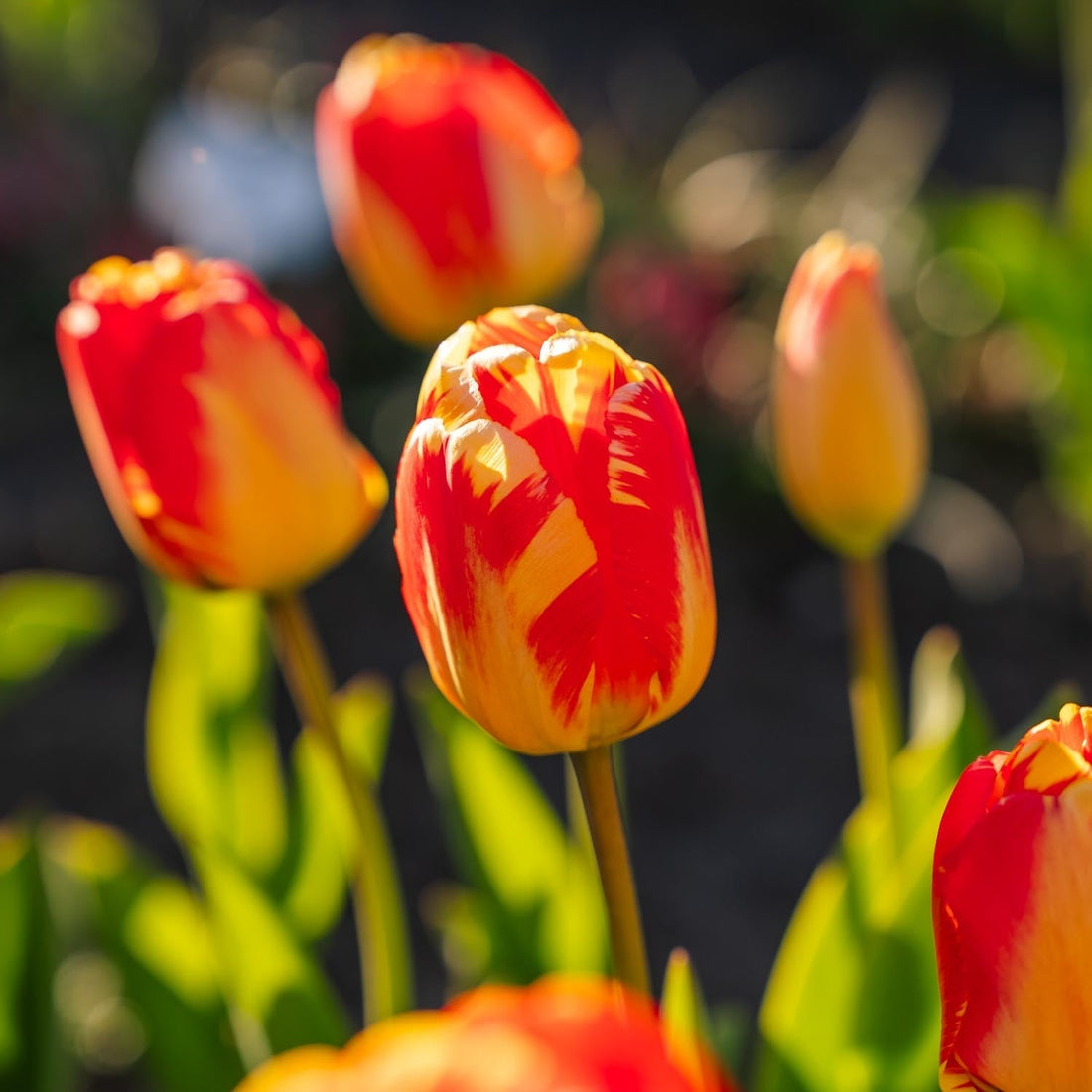 Tulipan 'Banja Luka'