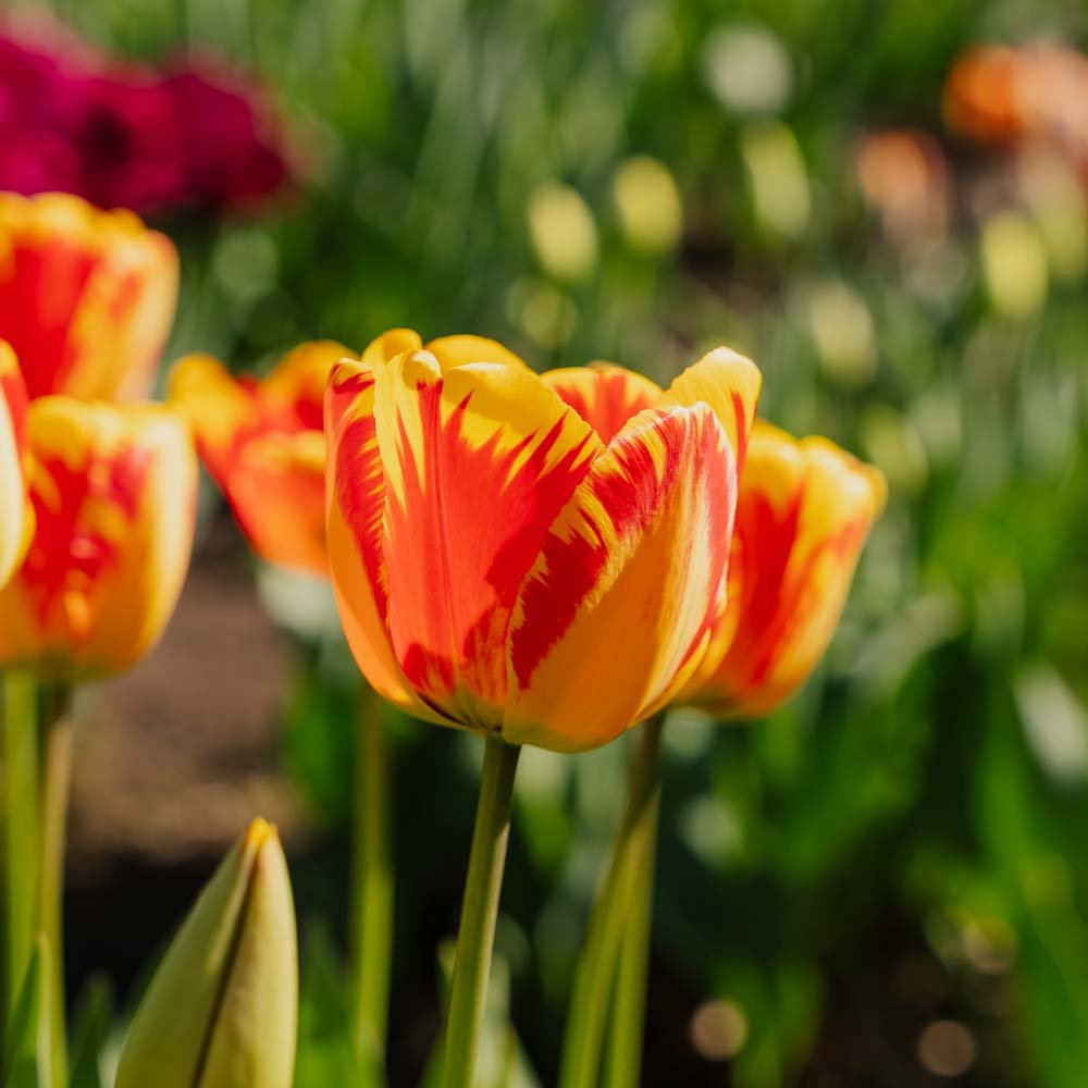 Tulipan 'Banja Luka'