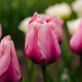 Tulipan 'Big Love'