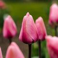 Tulipan 'Big Love'