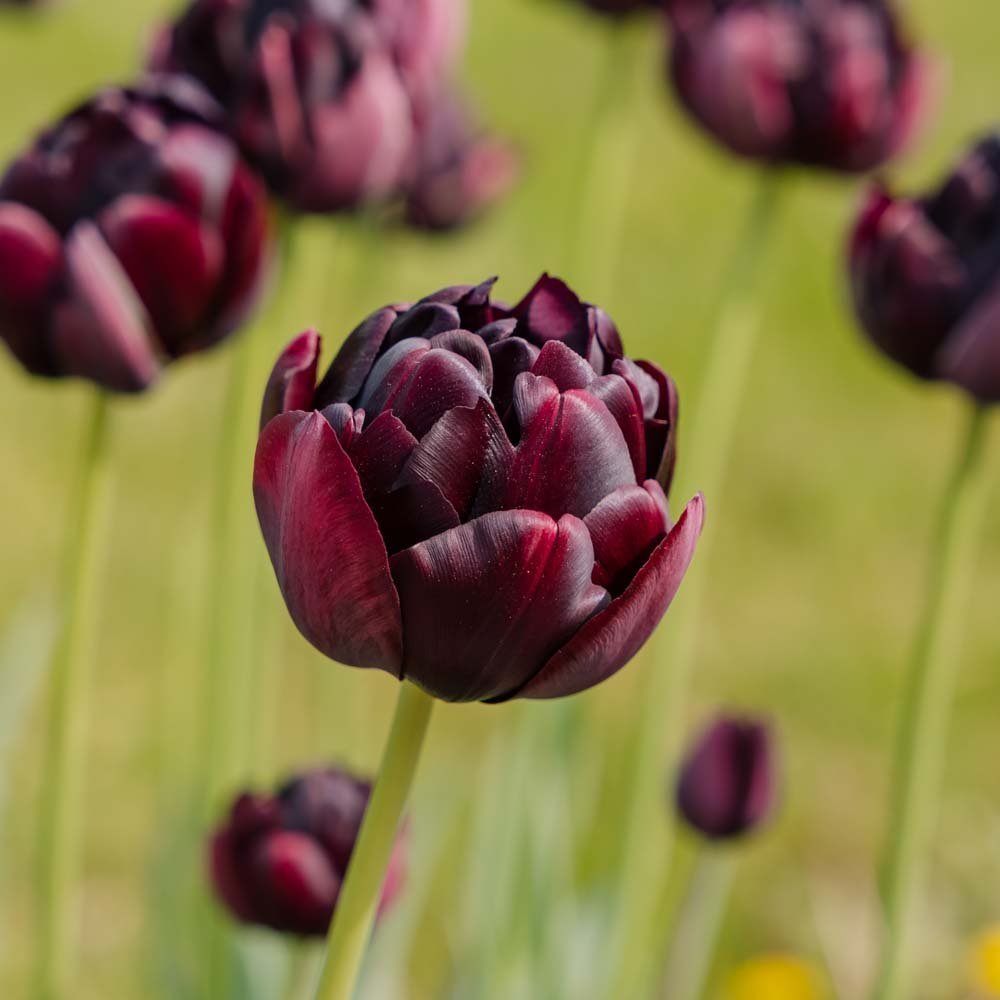 Tulipan 'Black Hero'
