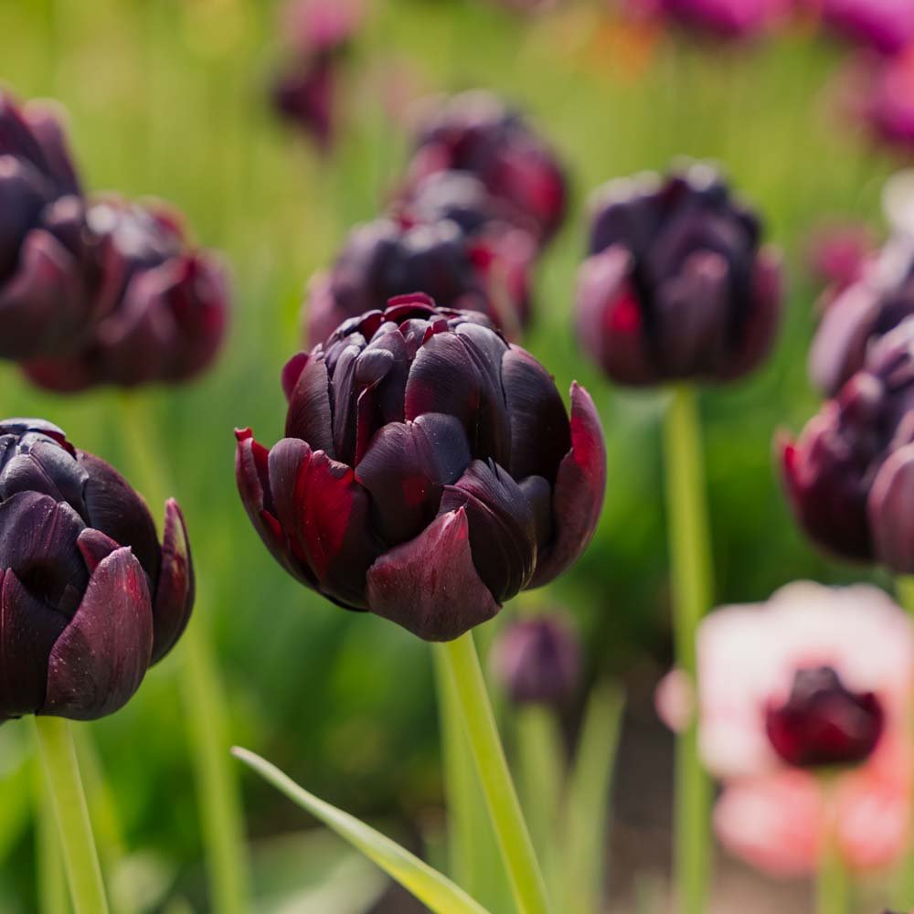 Tulipan 'Black Hero'