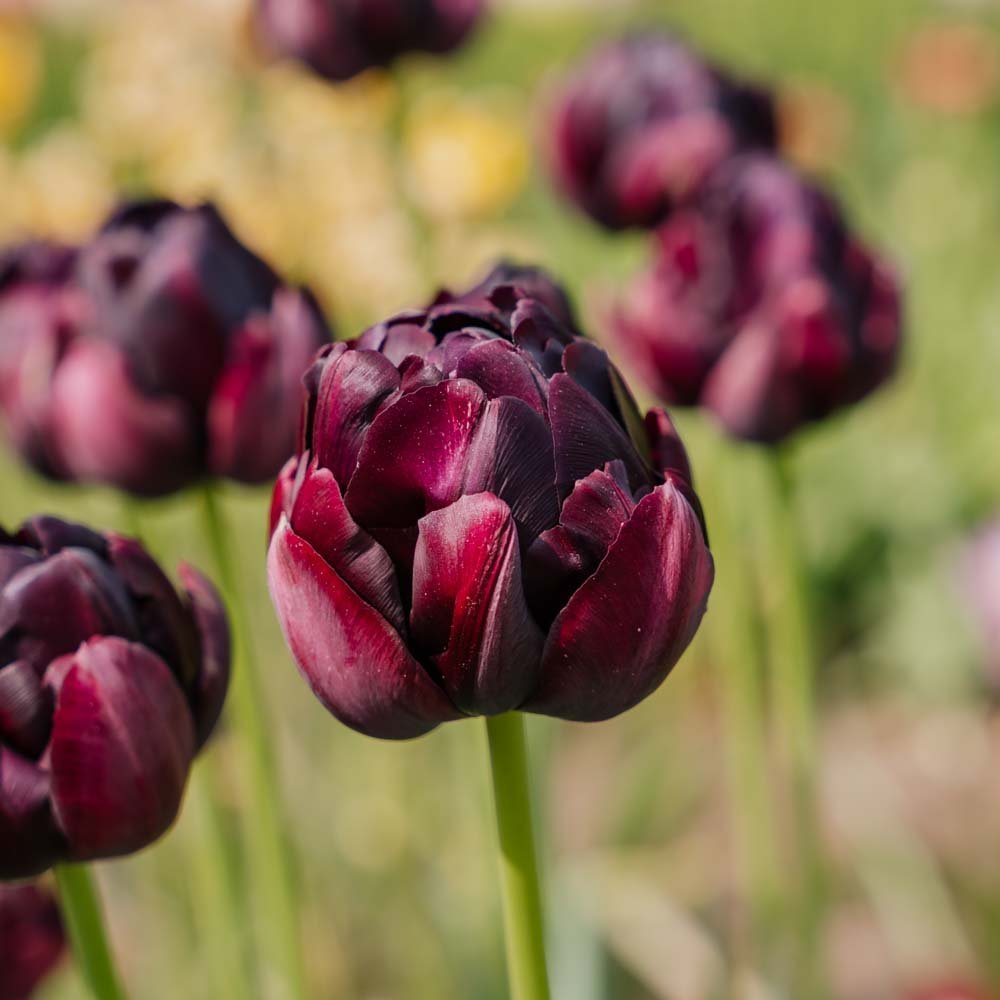 Tulipan 'Black Hero'