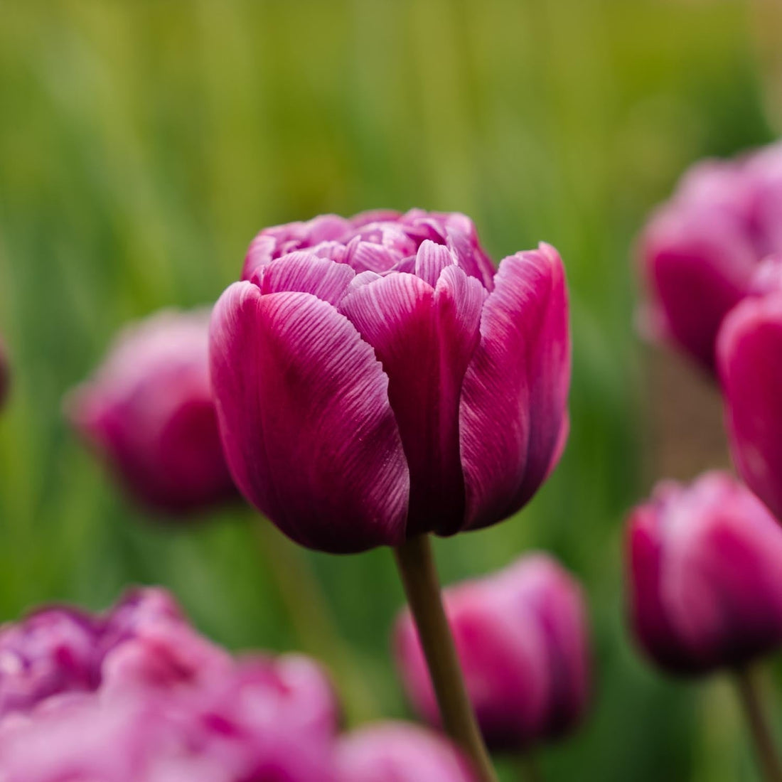 Tulipan 'Blue Diamond'