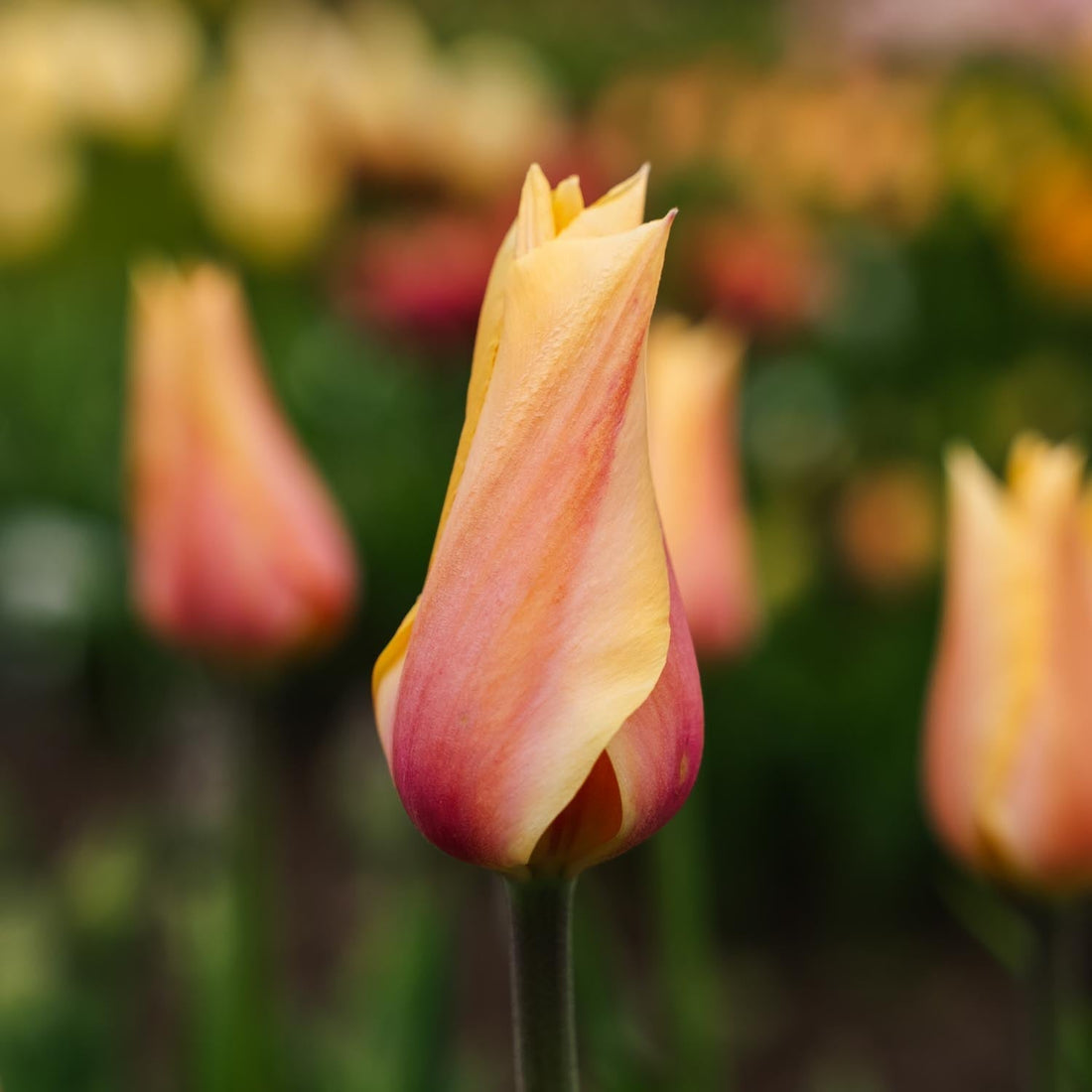 Tulipan 'Blushing Lady'