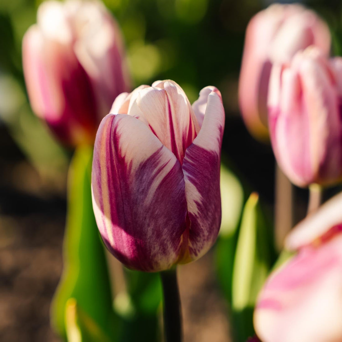 Tulipan 'Bojangles'