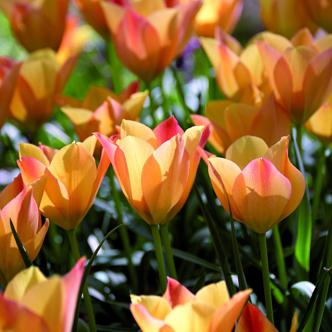 Tulipan 'Bright Gem'