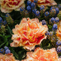 Tulipan 'Brisbane'