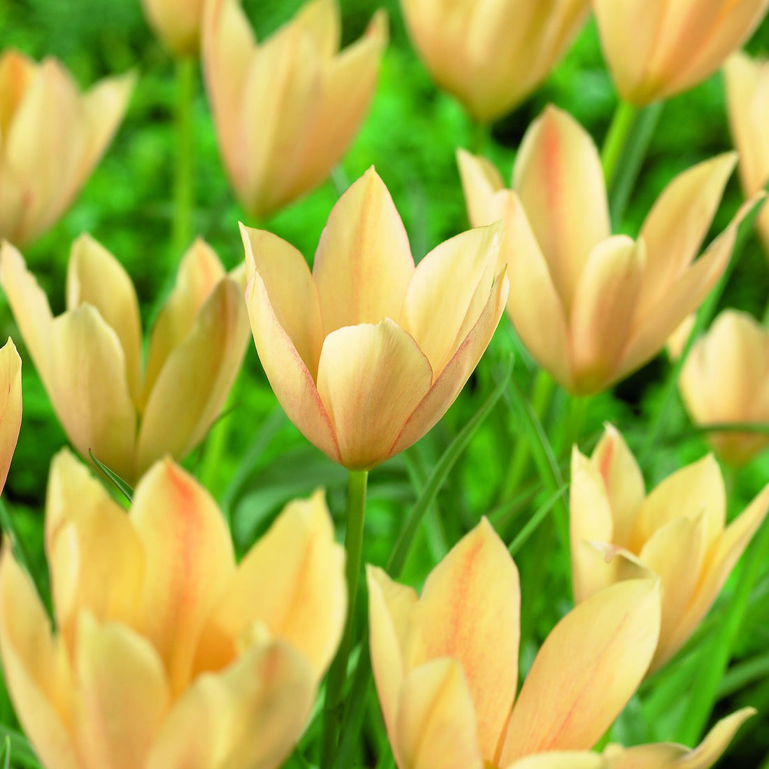 Tulipan 'Bronze Charm'