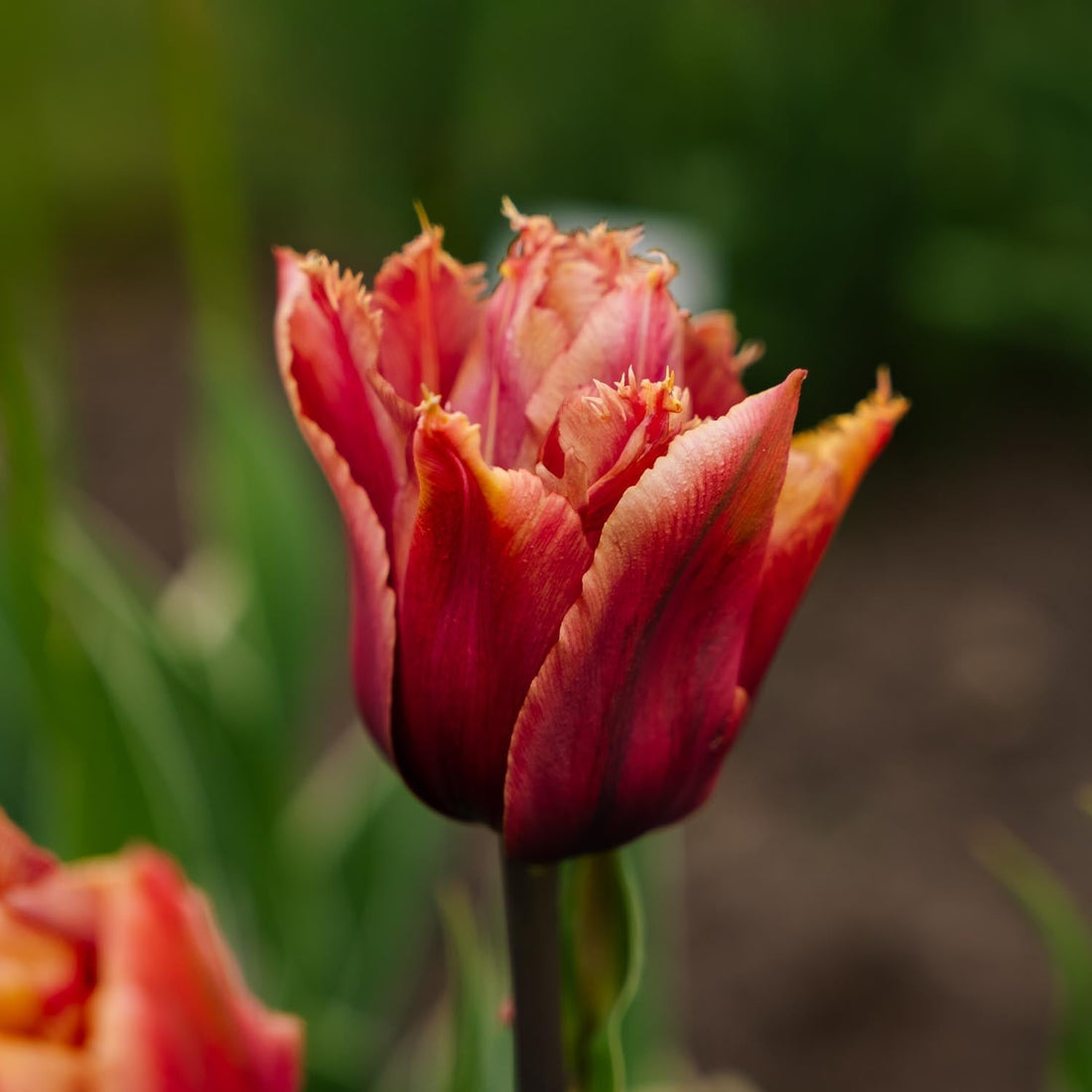Tulipan 'Callahan'