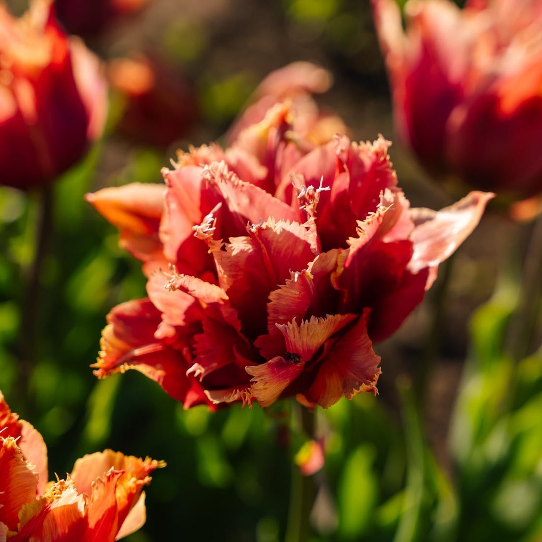 Tulipan 'Callahan'