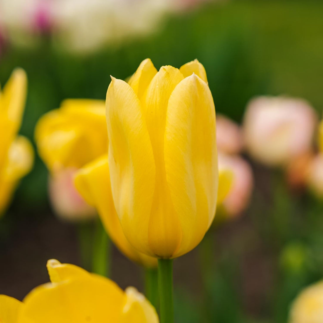 Tulipan 'Candela'