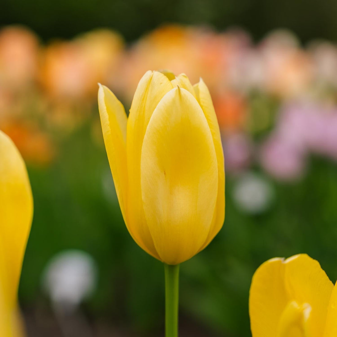 Tulipan 'Candela'