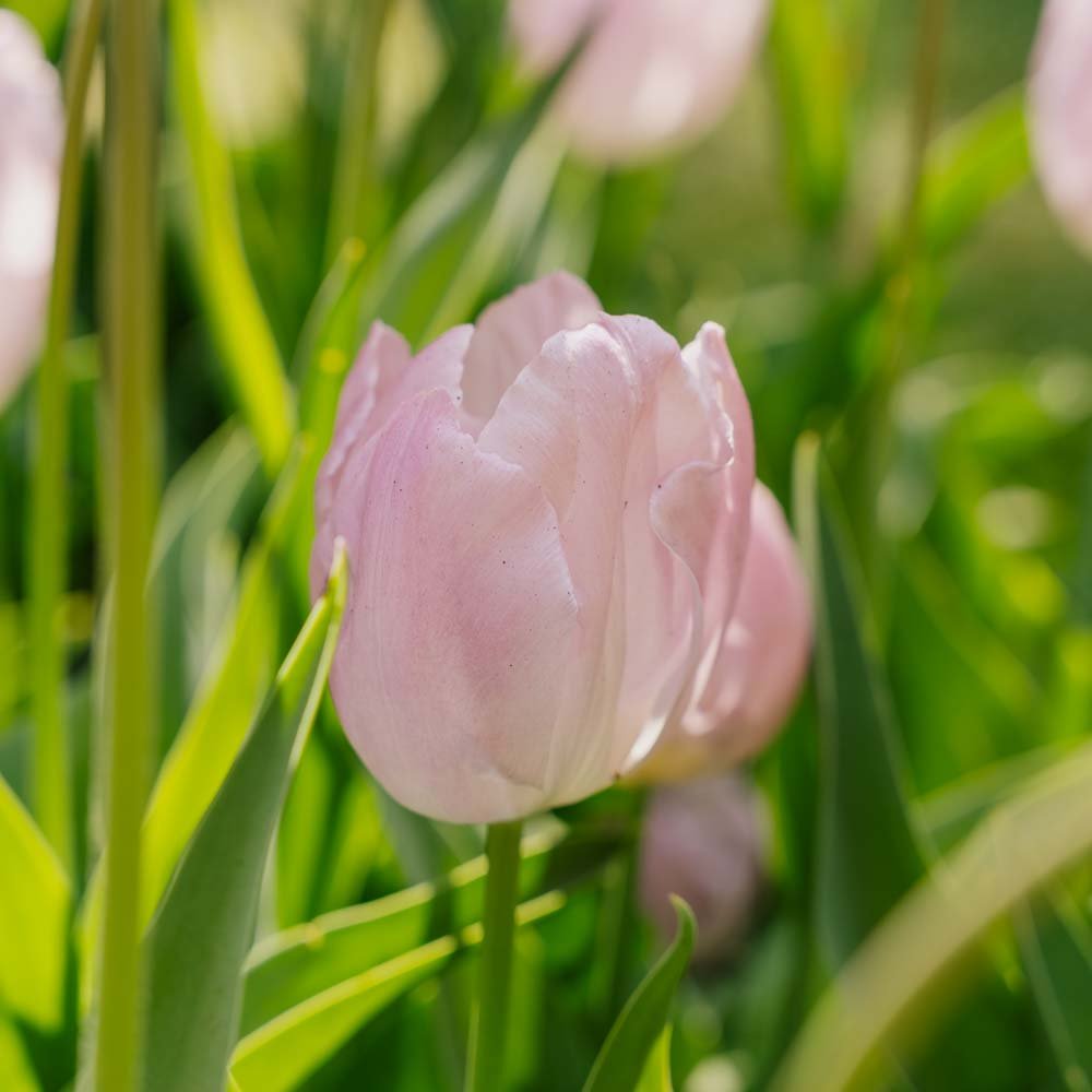 Tulipan 'Candy Prince'